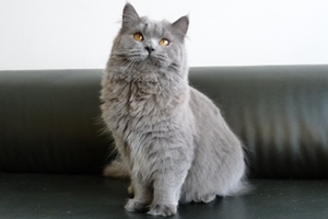 英国长毛猫什么时候绝育好 英国长毛猫绝育最佳时间